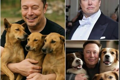 Elon Musk ignites the internet with a heart-melting announcement, revealing plans to invest $20 million into building a ‘paradise’ for stray dogs—vowing to rescue thousands of abandoned puppies and give them the love, care, and forever homes they deserve! 🐶💖🌍