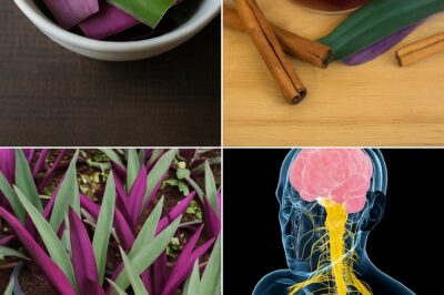 Break free from chronic conditions! Discover natural remedies to alleviate urinary infections, asthma, diabetes, poor circulation, fatty liver, and hypertension.
