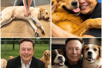 Elon Musk, the fierce and powerful man in the business world, has a very gentle side.  He will invest $20 million to build a “paradise” for stray dogs, where thousands of abandoned puppies will be loved and have a real home.